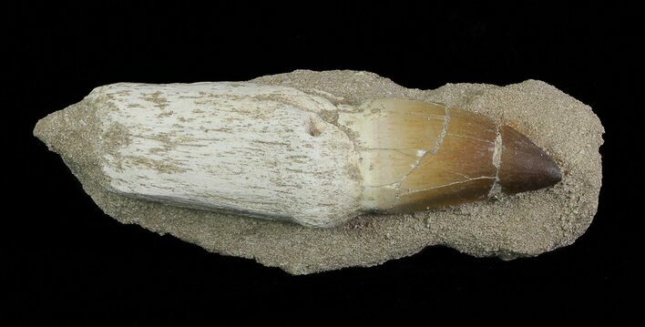 Mosasaur (Prognathodon) Rooted Tooth In Rock - Nice Tooth #66567
